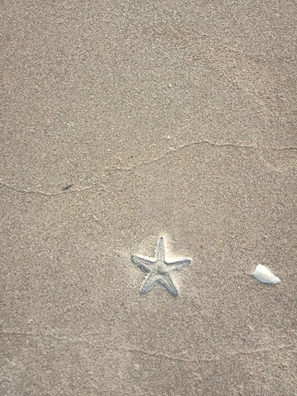 a starfish and a shell on a sandy beach