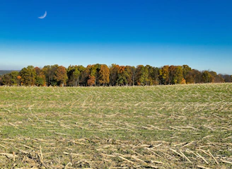 a grassy field with trees in the background