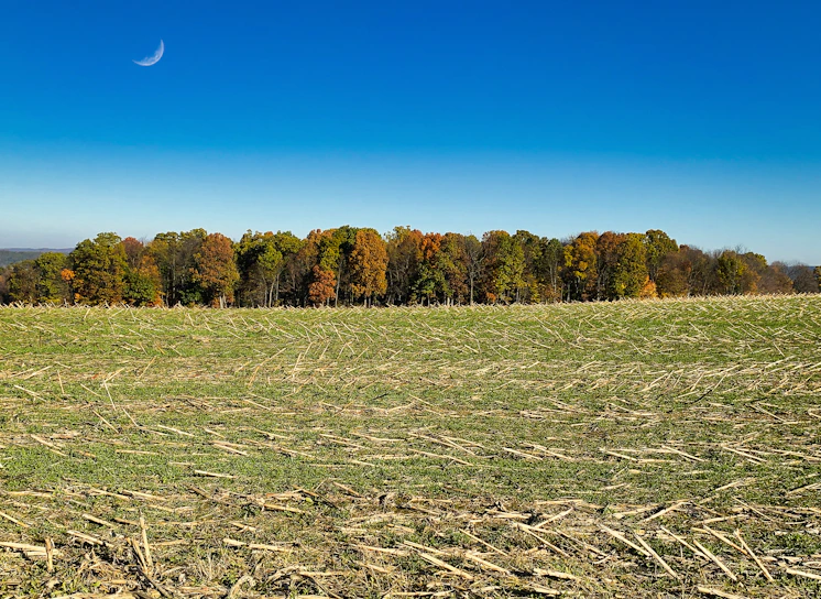 a grassy field with trees in the background
