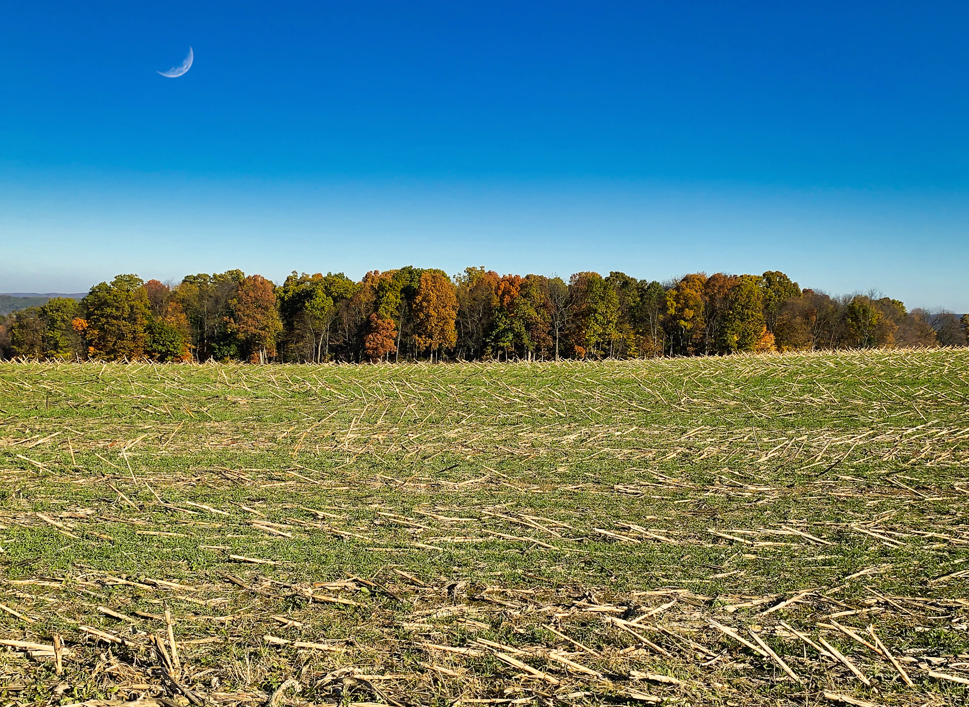 a grassy field with trees in the background