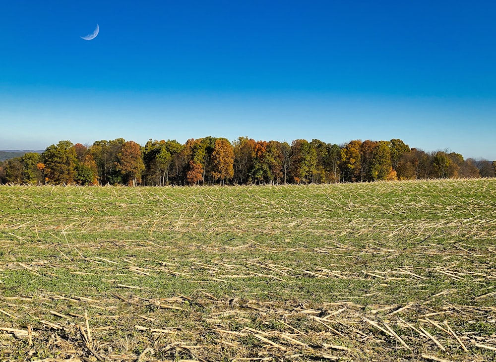 a grassy field with trees in the background