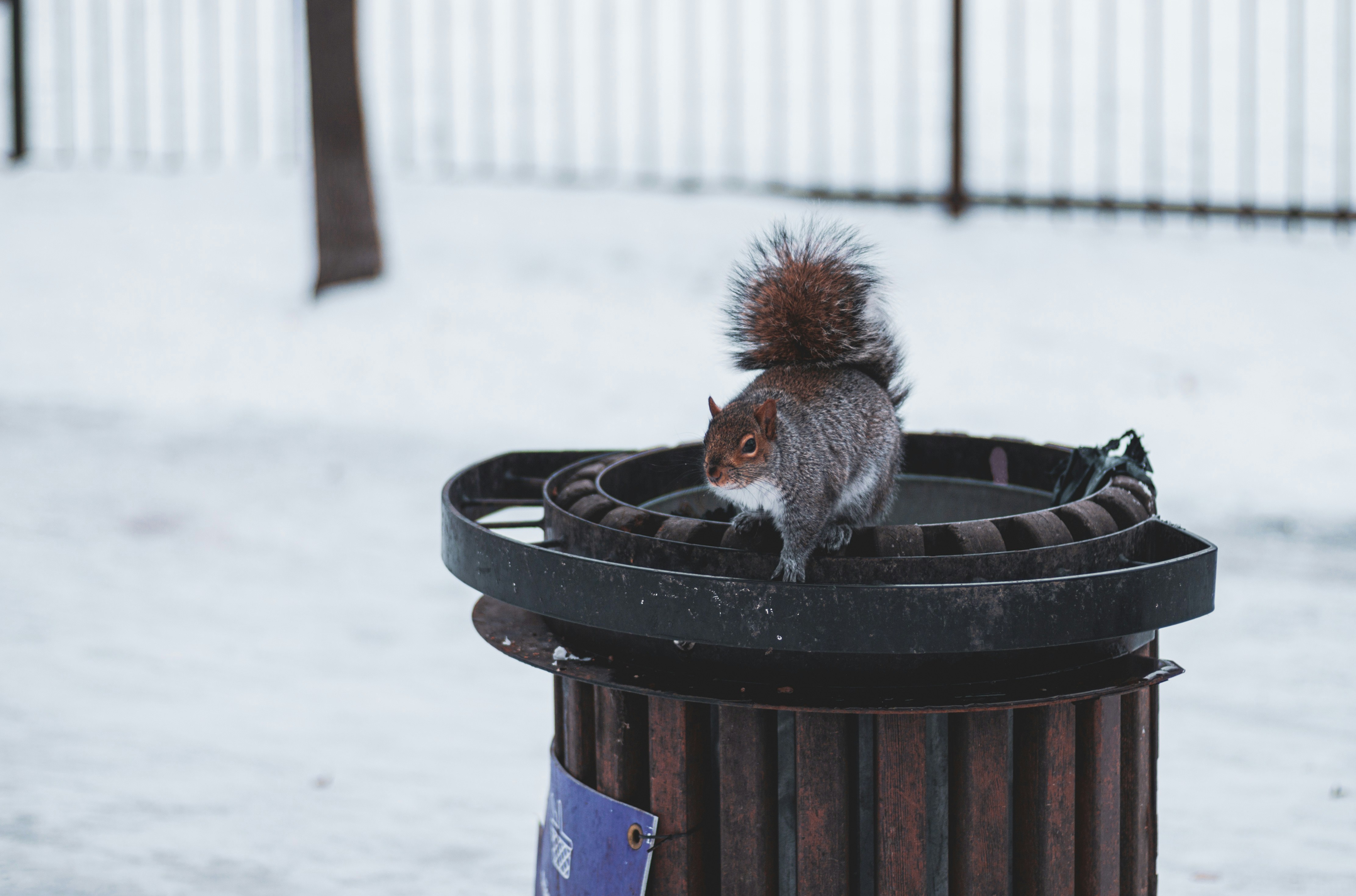 a squirrel is standing on top of a trash can