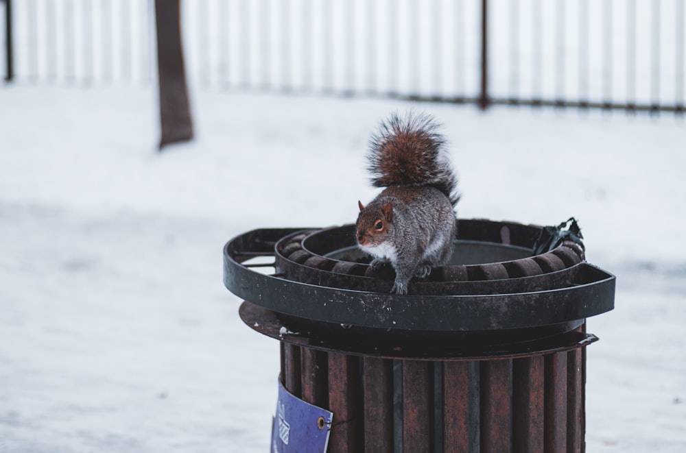 a squirrel is standing on top of a trash can
