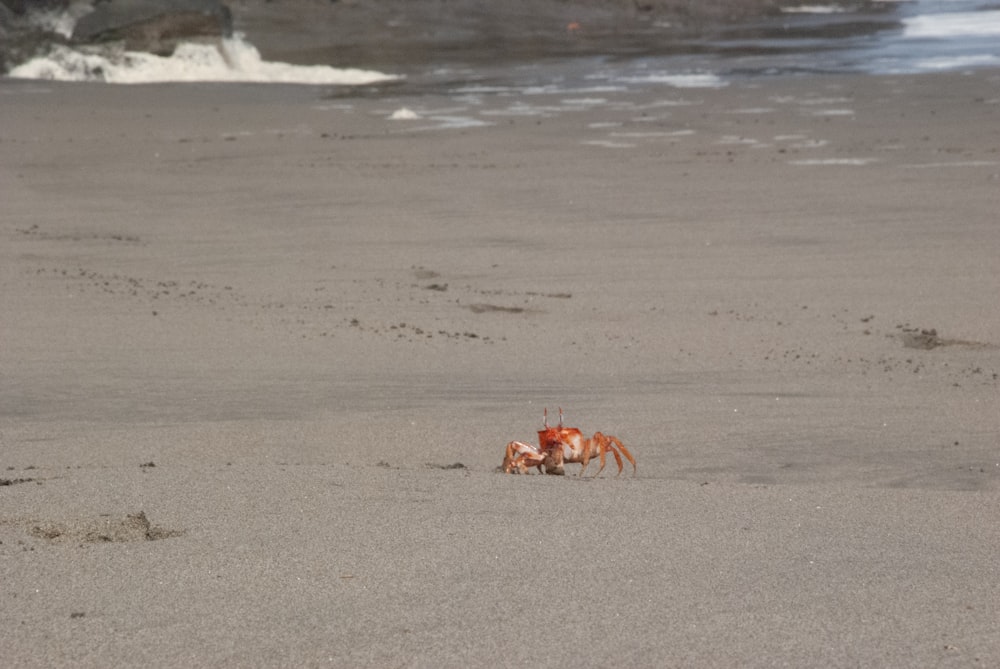 Eine Krabbe geht am Strand in der Nähe des Wassers spazieren