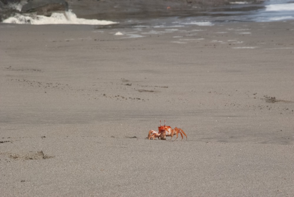 a crab is walking on the beach near the water