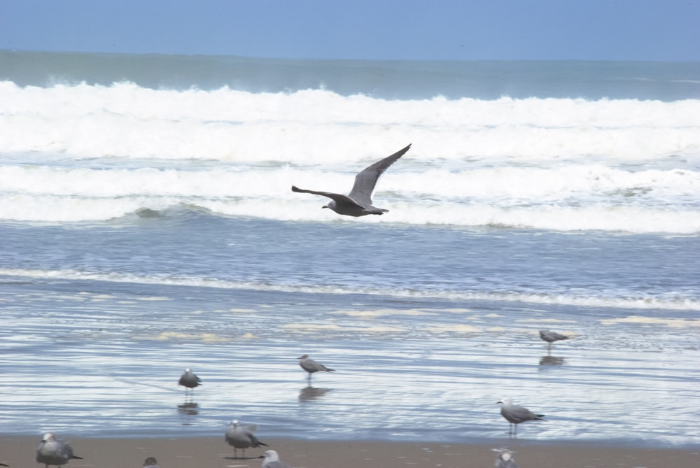 a flock of birds standing on top of a beach next to the ocean