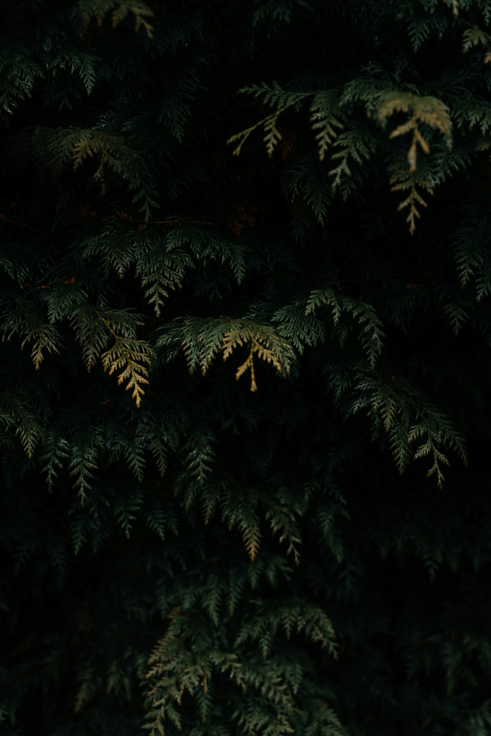 a close up of a tree with green leaves