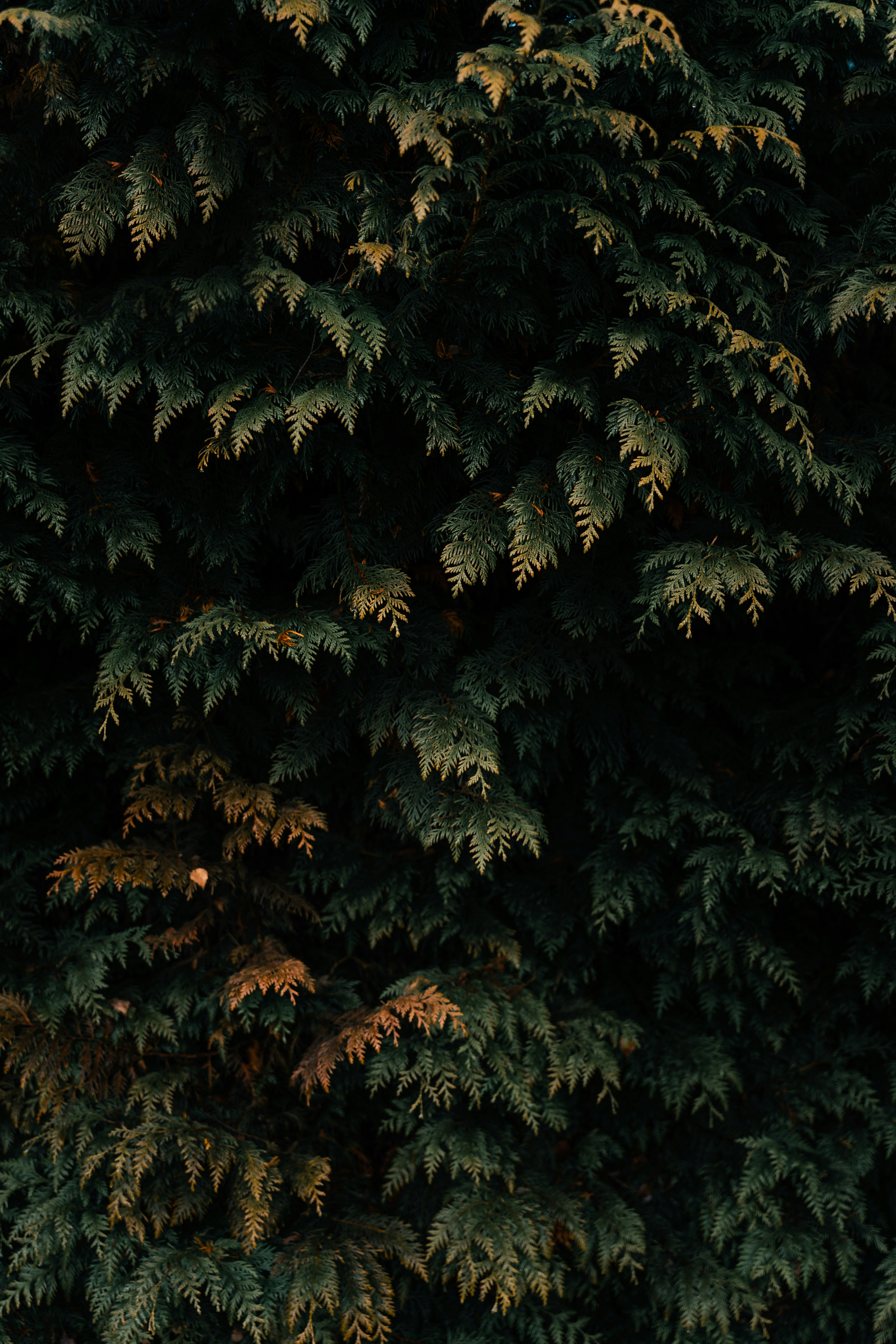 Photo by antesamarzija