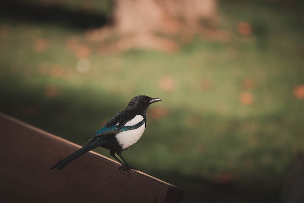 a black and white bird sitting on top of a wooden bench