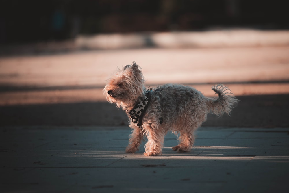 a small dog is standing on a sidewalk