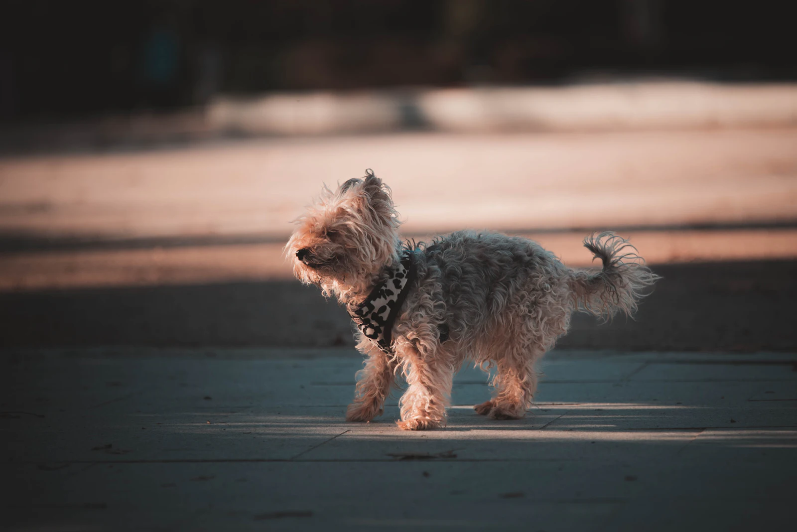 Un perro pequeño paseando por una acera en una calle española