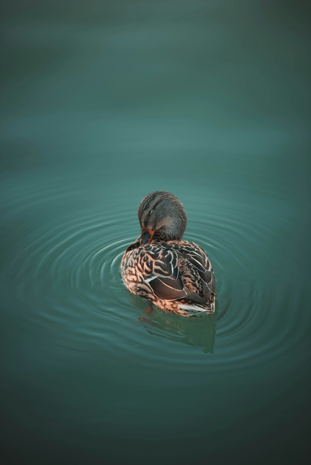 a duck floating on top of a body of water