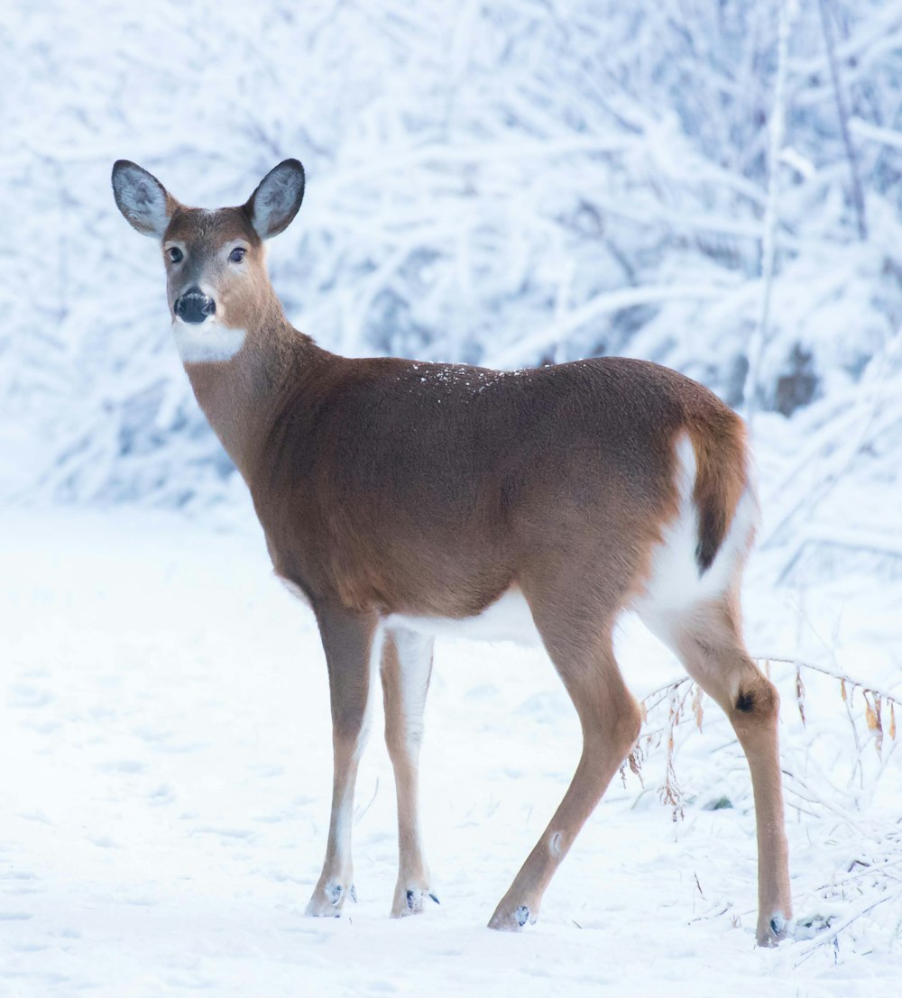 Un cervo in piedi nella neve che guarda la telecamera