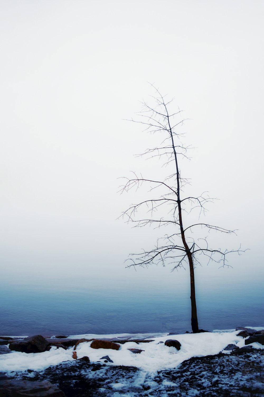 a lone tree standing in the middle of a frozen lake