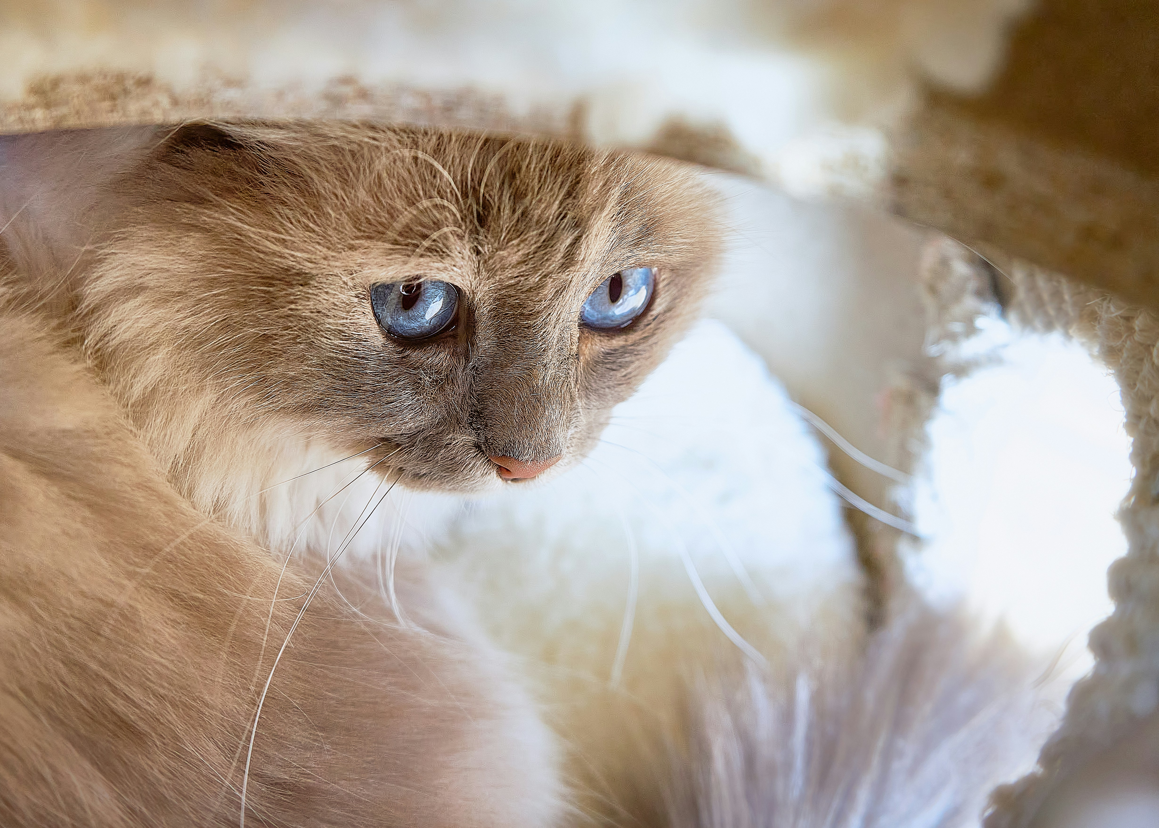 Birman: The Gentle Shadow (image credits: unsplash)