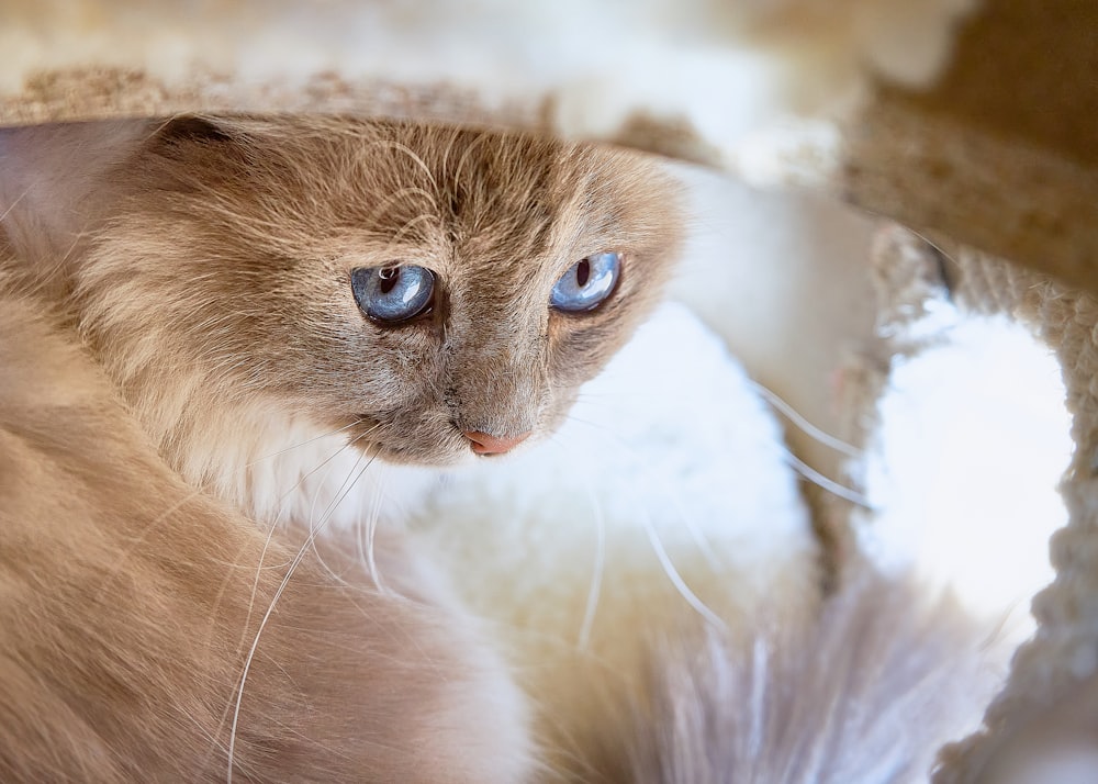 a close up of a cat with blue eyes