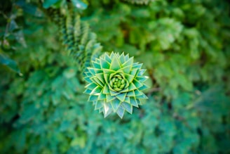 a close up of a green plant in the middle of a forest