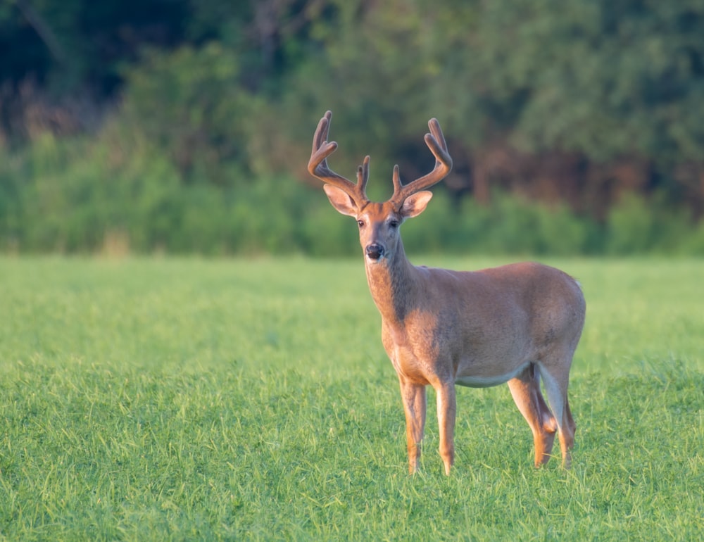 a deer with antlers standing in a grassy field