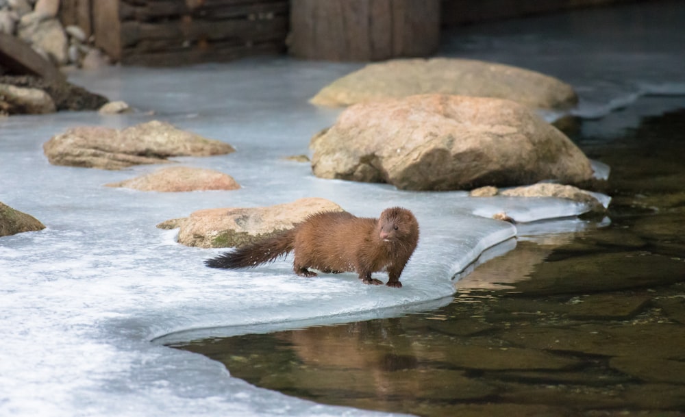 a brown animal standing on top of a frozen river