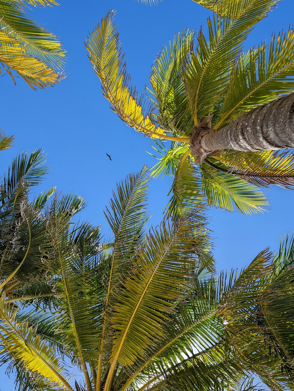 a bird is sitting on a palm tree