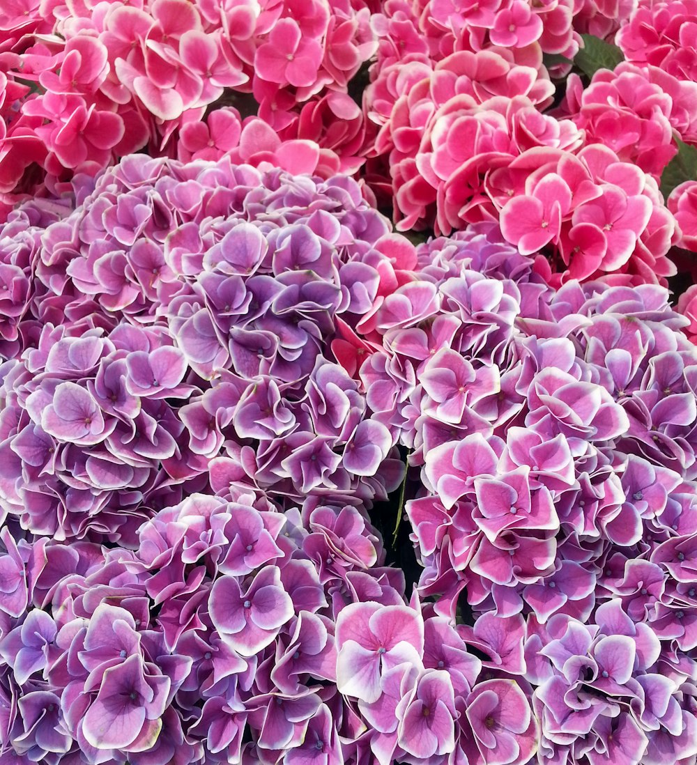 a bunch of pink and purple flowers in a garden