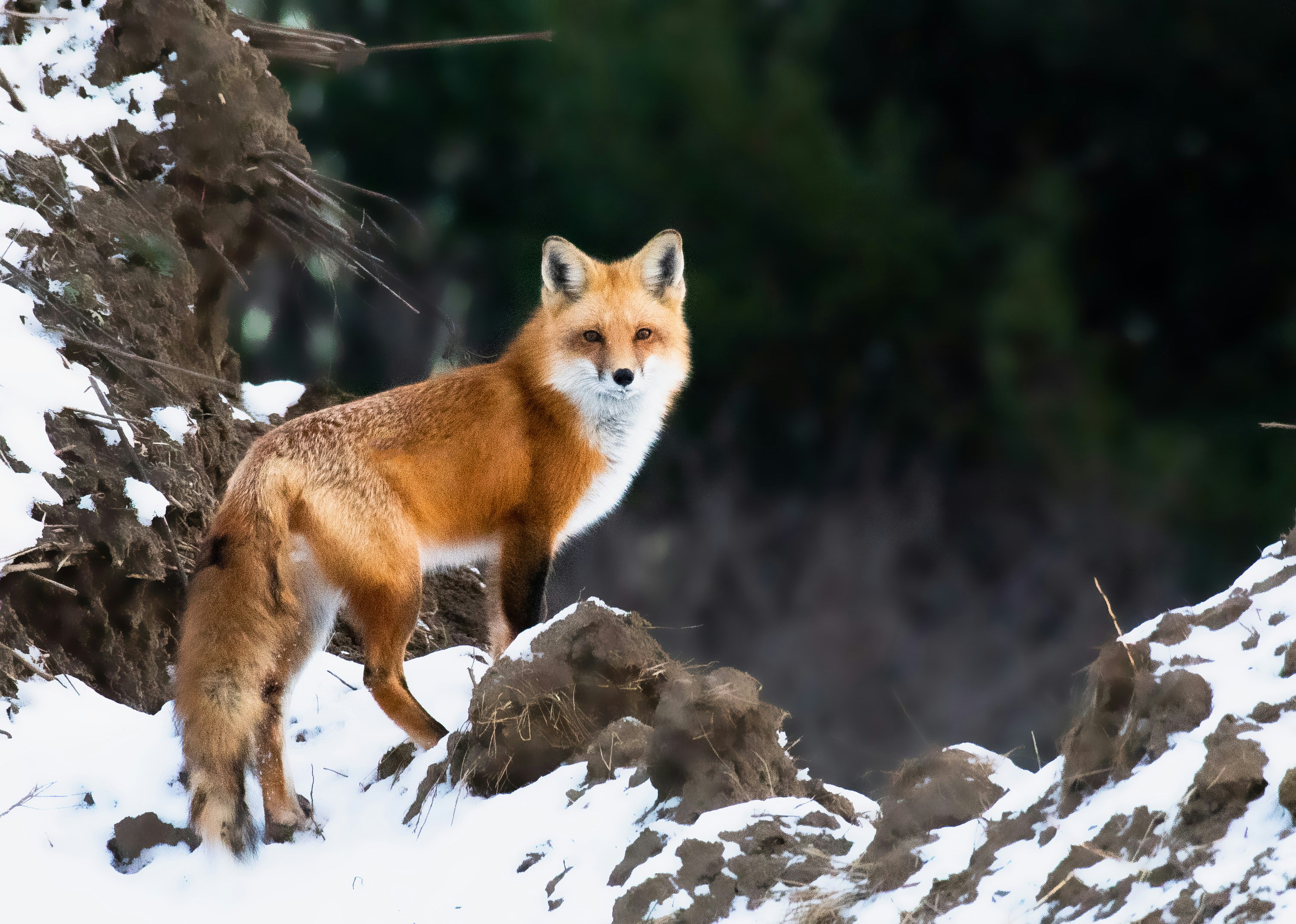 Coexistence of Red Fox and Tibetan Fox on the Tibetan Plateau: Adaptations and Ecological Behaviors