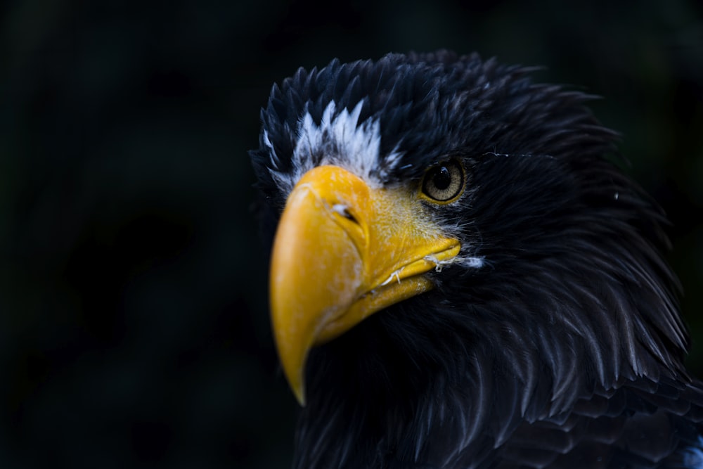a close up of a black and white eagle with a yellow beak