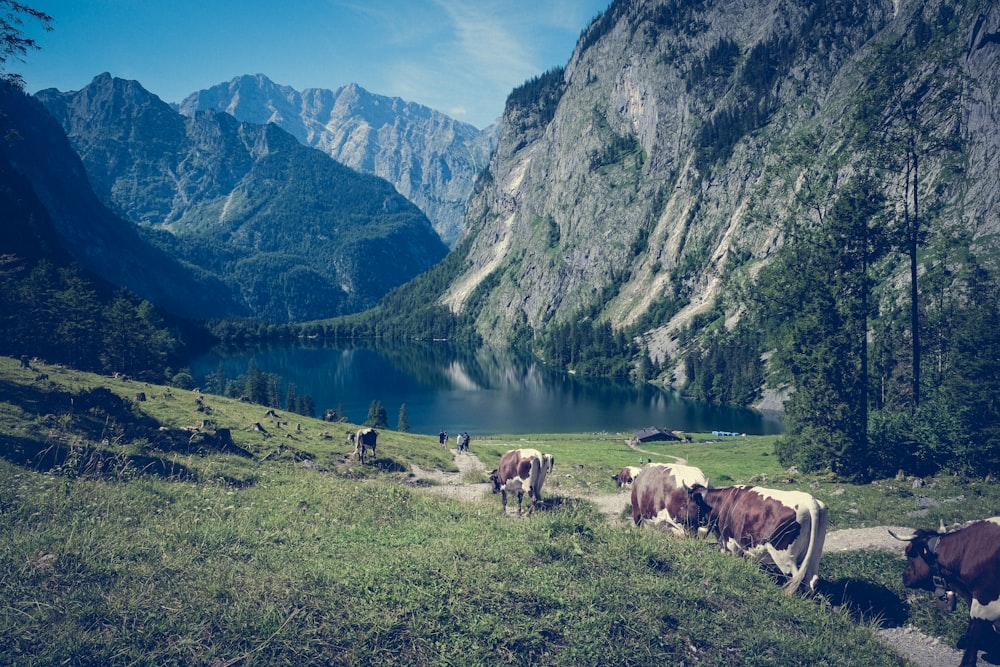 a herd of cattle grazing on a lush green hillside