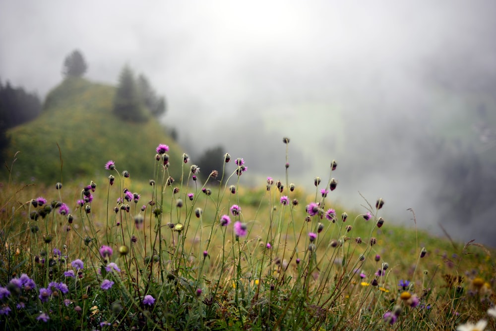 a field of wildflowers on a foggy day