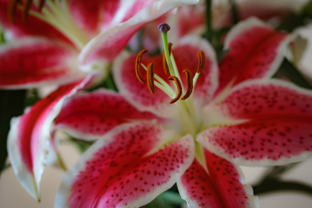 a close up of a red and white flower