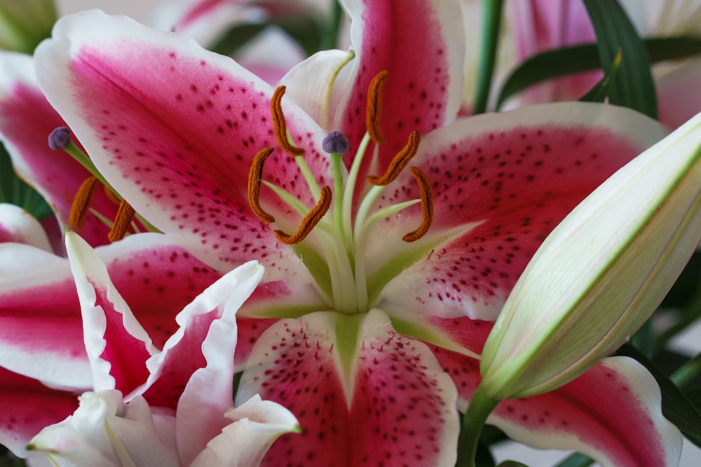 a close up of a pink and white flower