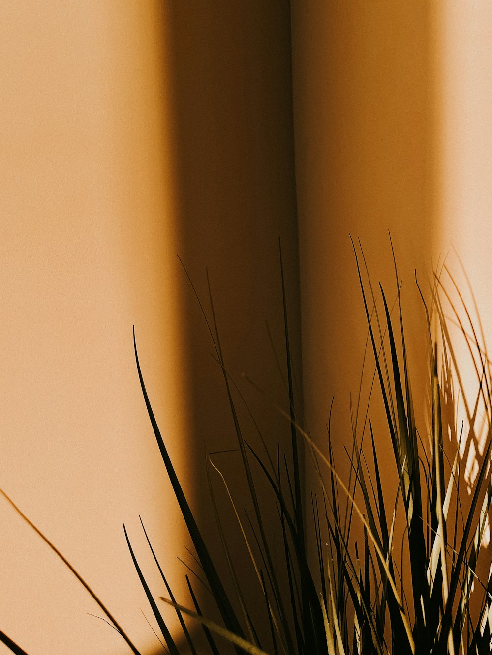 une plante en pot posée sur une table