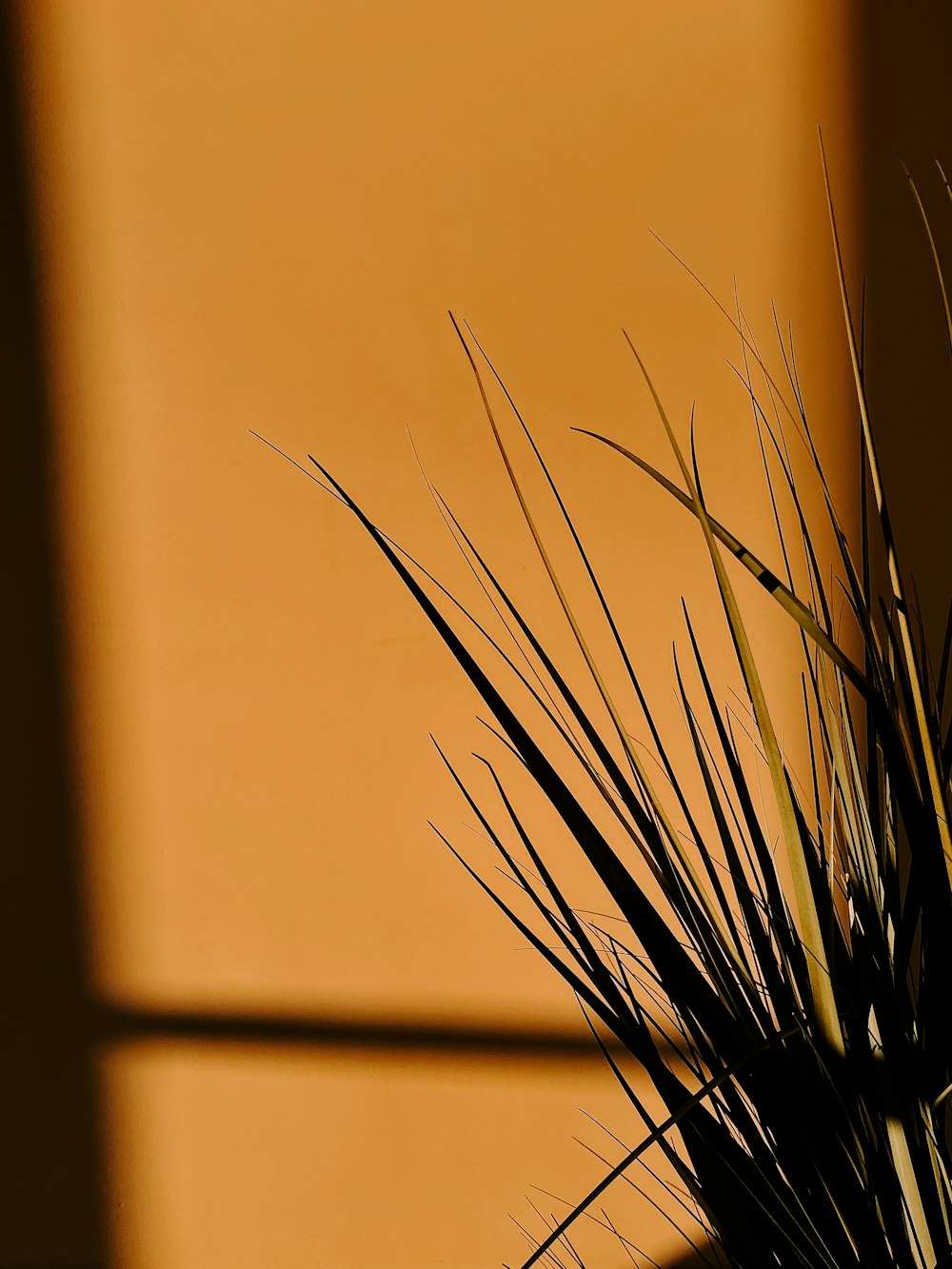 a close up of a plant in a vase