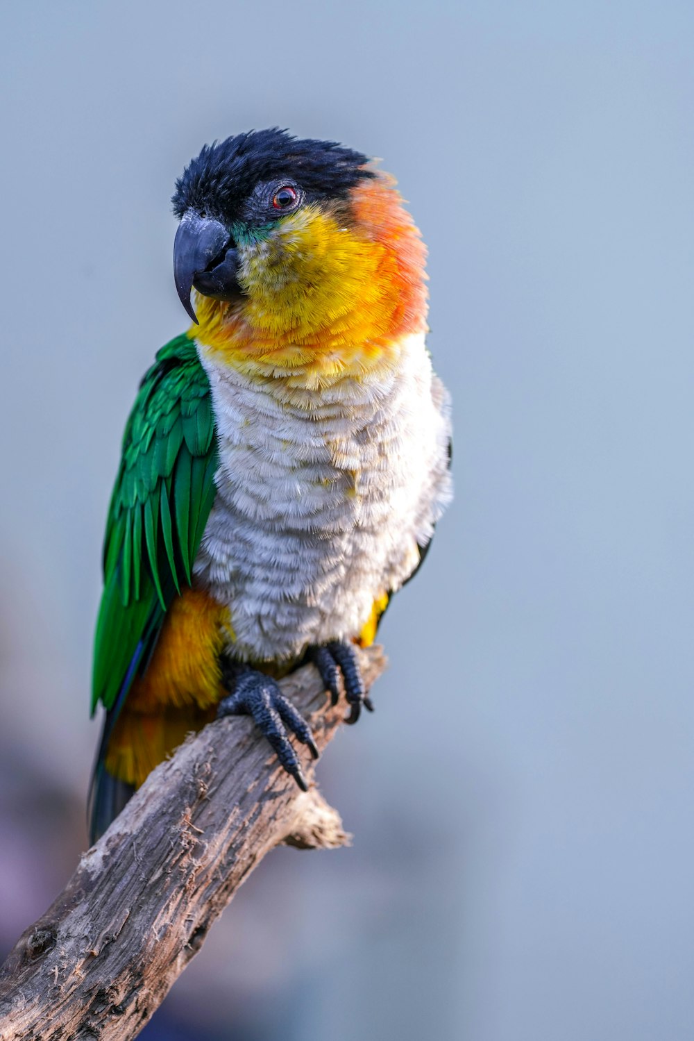 a colorful bird sitting on top of a tree branch