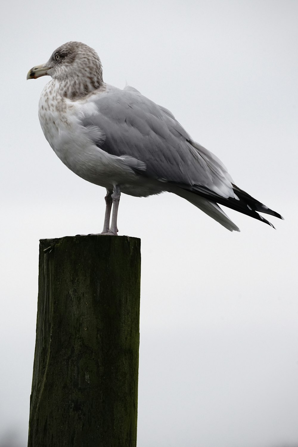 un oiseau assis au sommet d’un poteau en bois