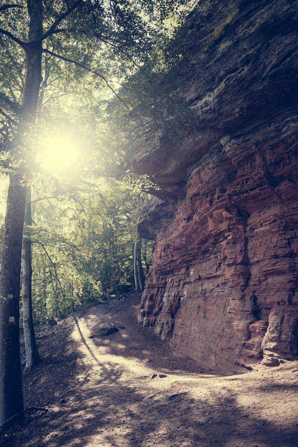 the sun shines brightly through the trees on the side of a cliff