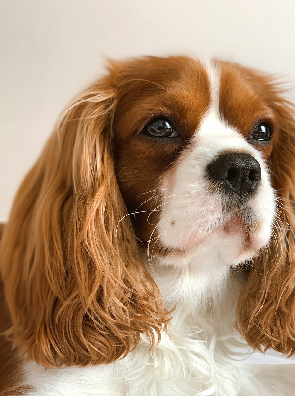 a close up of a dog's face with a white background