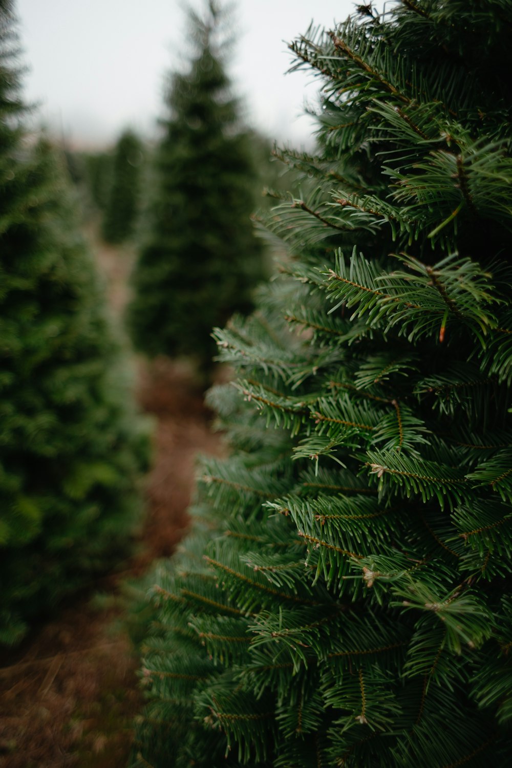 a row of christmas trees in a tree farm