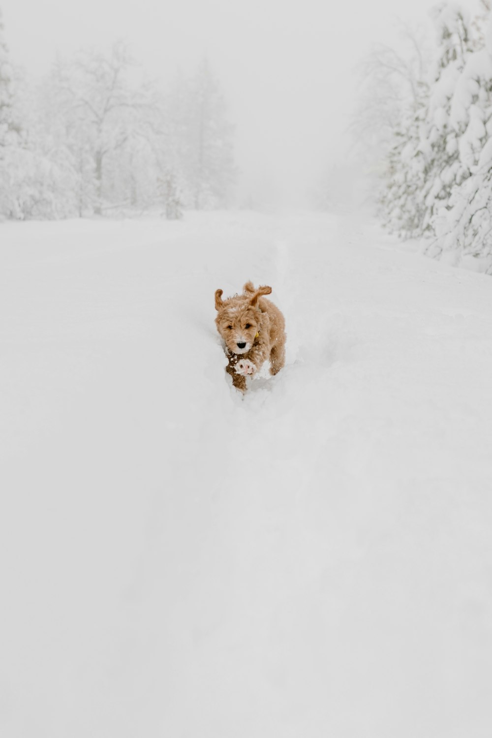 Un chien courant dans la neige dans les bois