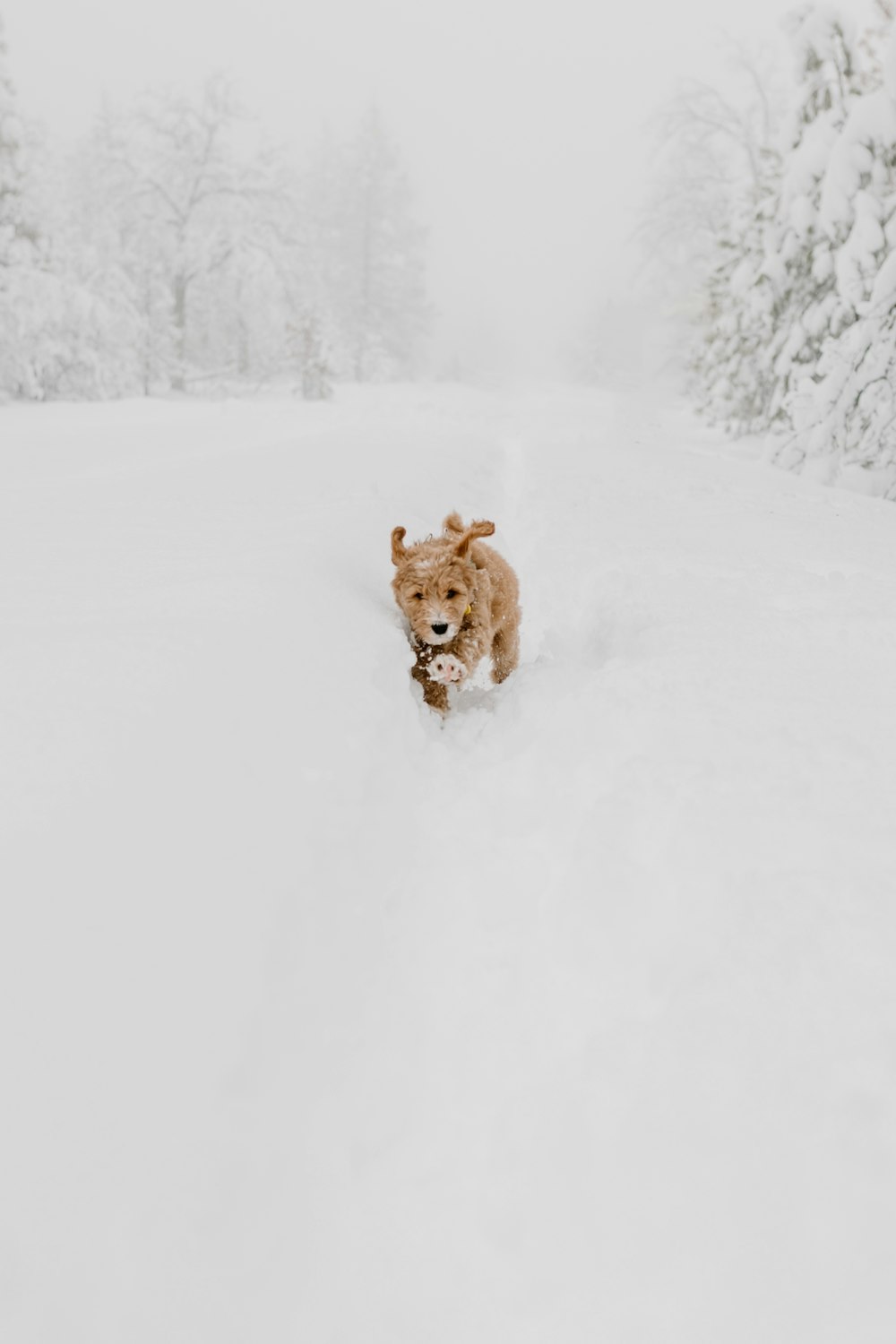 a dog running through the snow in the woods