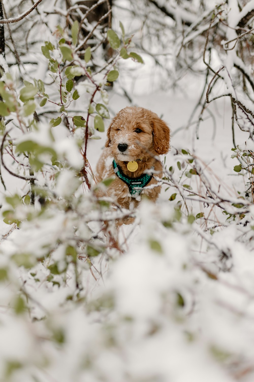 a brown dog is standing in the snow