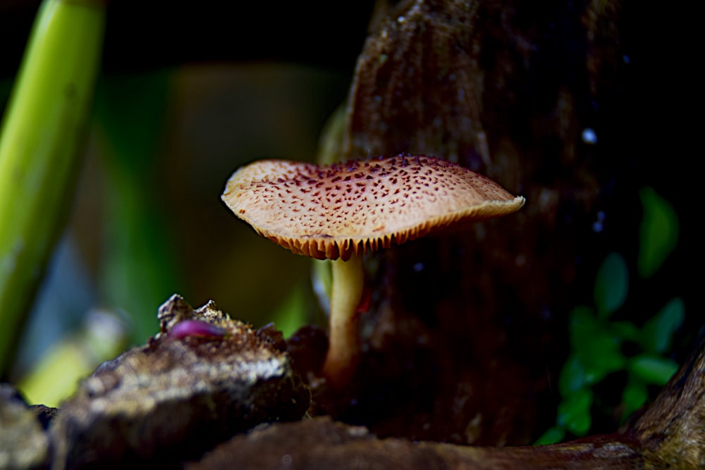 a close up of a mushroom on a tree