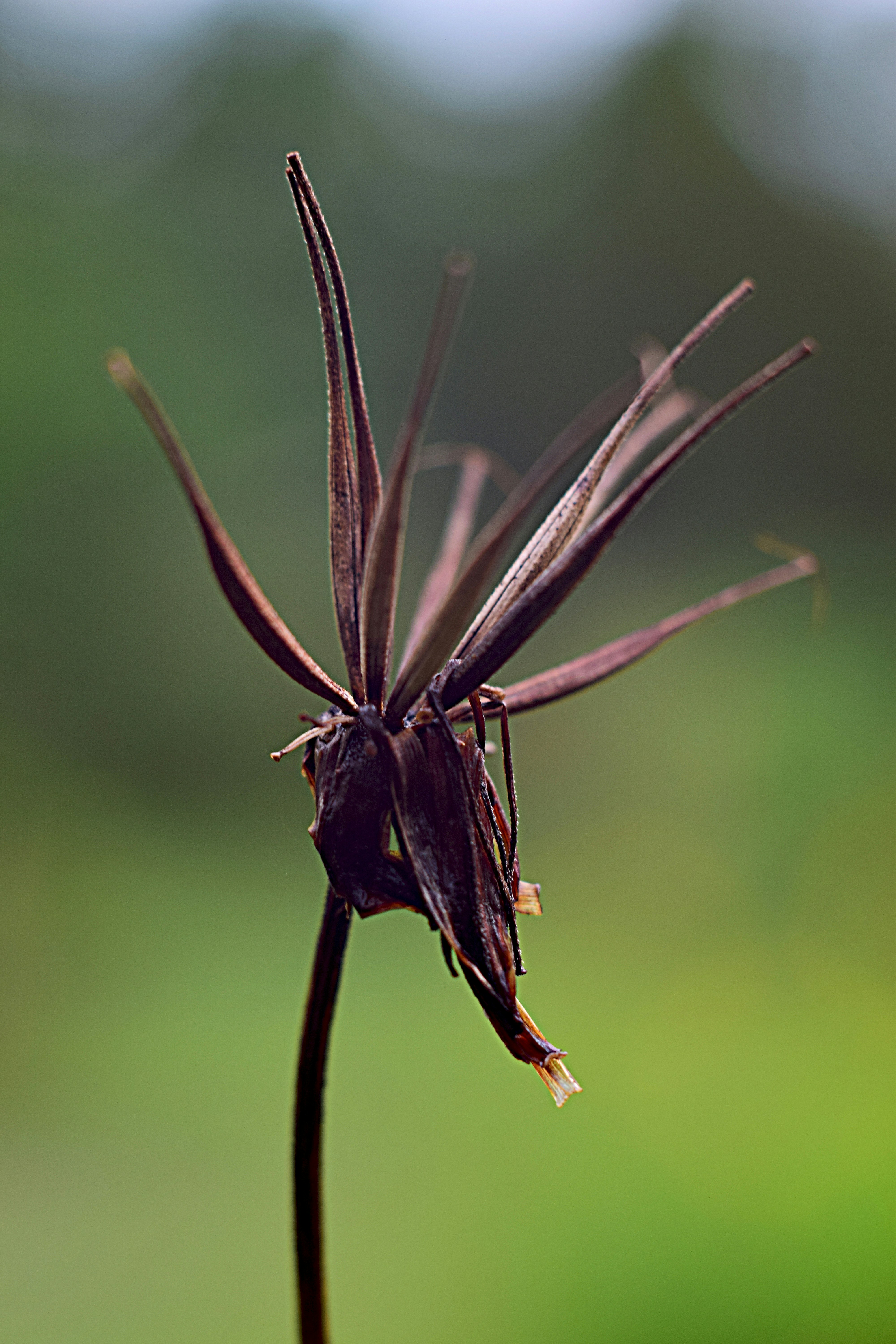 a close up of a flower with a blurry background