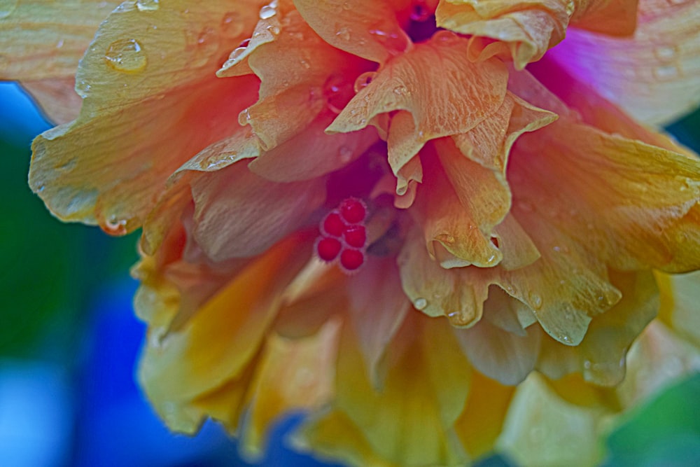 a close up of a flower with drops of water on it