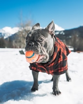 a dog in a plaid coat playing with a ball in the snow