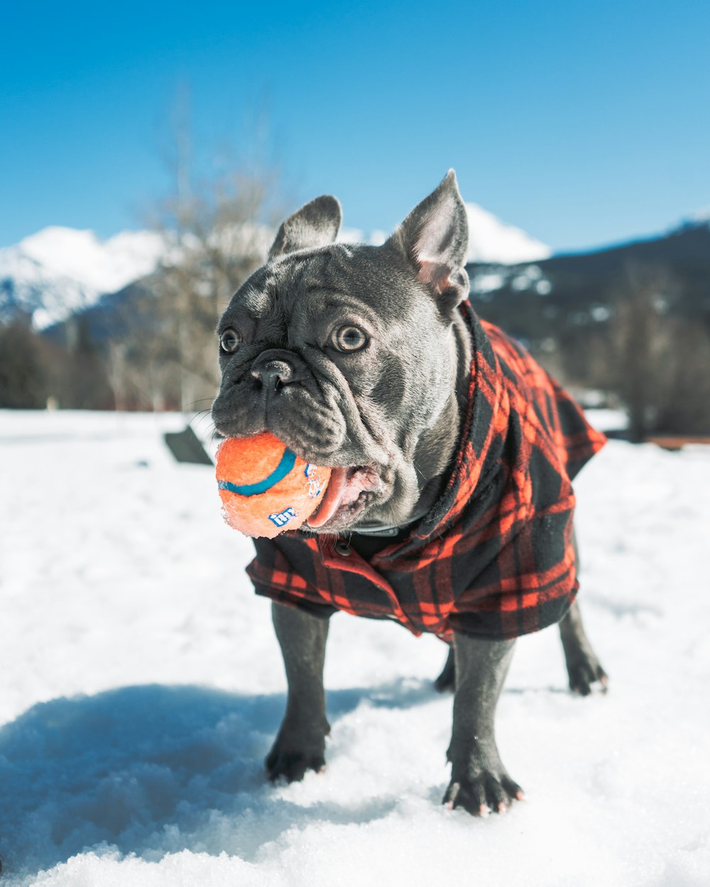 a dog in a plaid coat playing with a ball in the snow