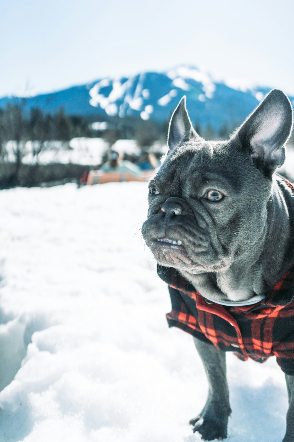 a dog standing in the snow wearing a plaid shirt