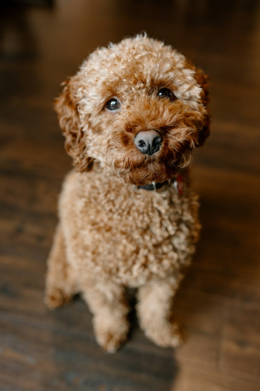 a small brown dog sitting on top of a wooden floor