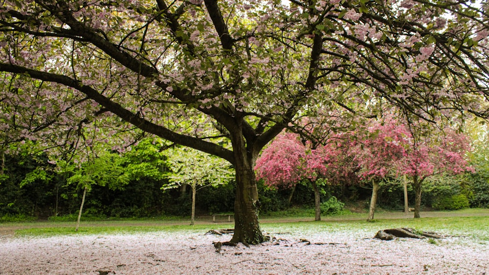 a tree with pink flowers in a park