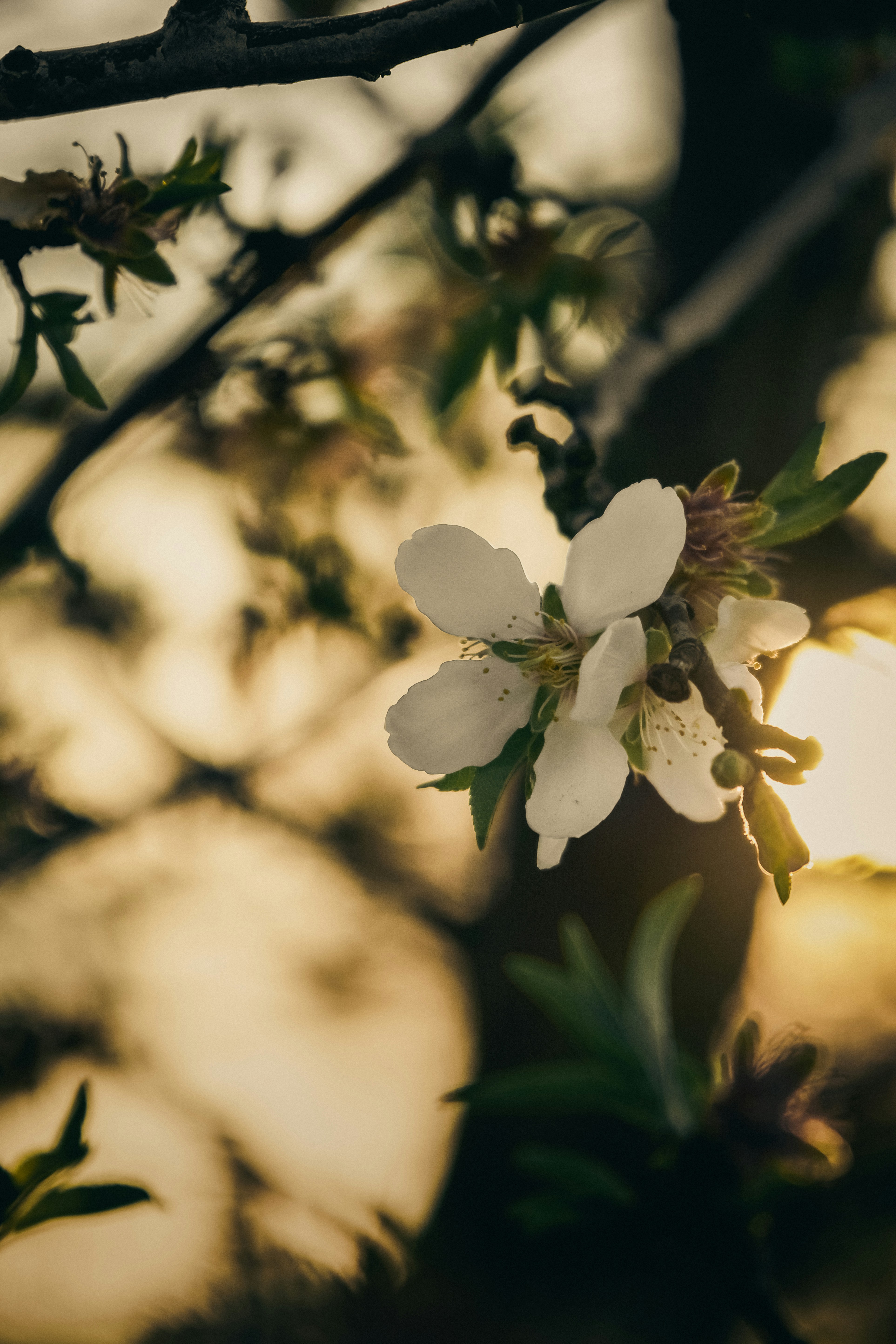 Photo by kalaniparker